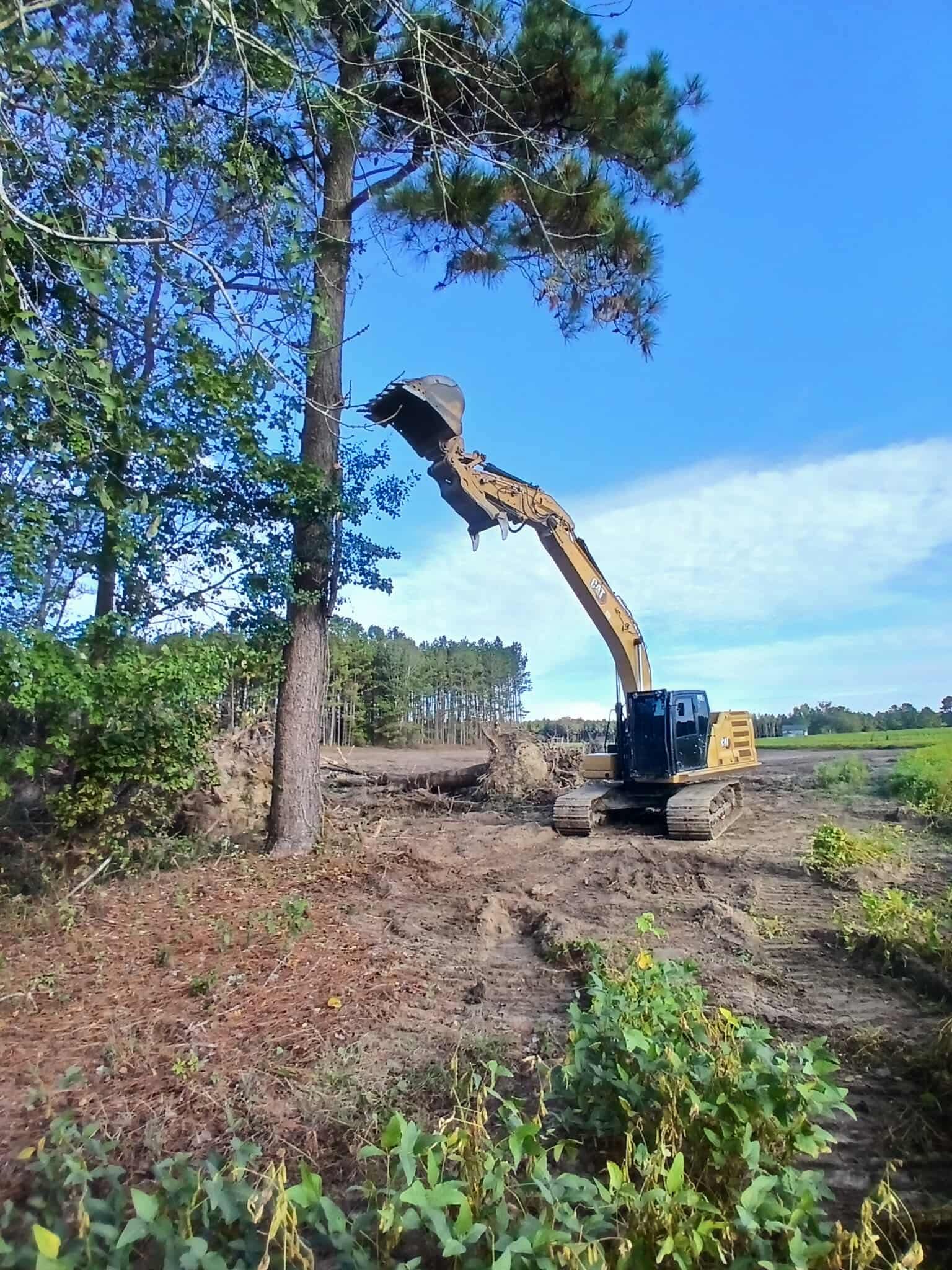 Excavator using its arm to reach a tree in a partially cleared area under a bright blue sky.